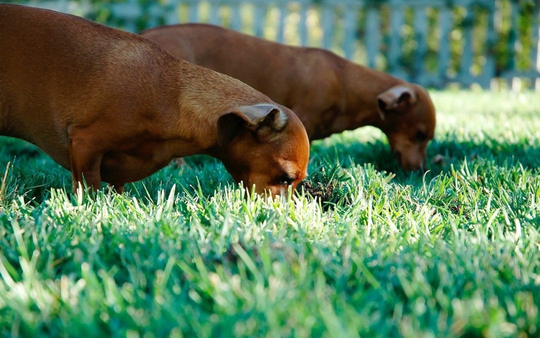 sausage-dogs-336525_1280-1080×675